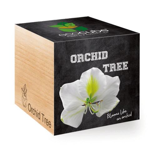 EcoCube • Albero delle orchidee