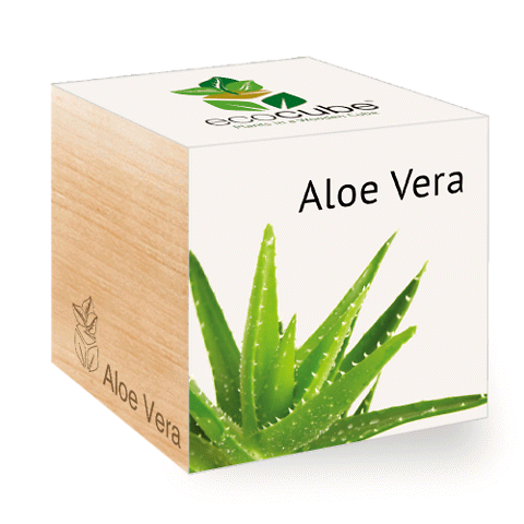 EcoCube • Aloe