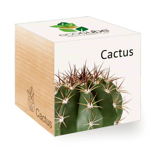 EcoCube • Cactus
