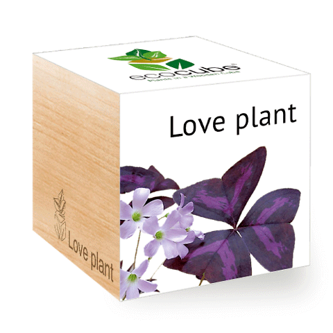 EcoCube • LovePlant