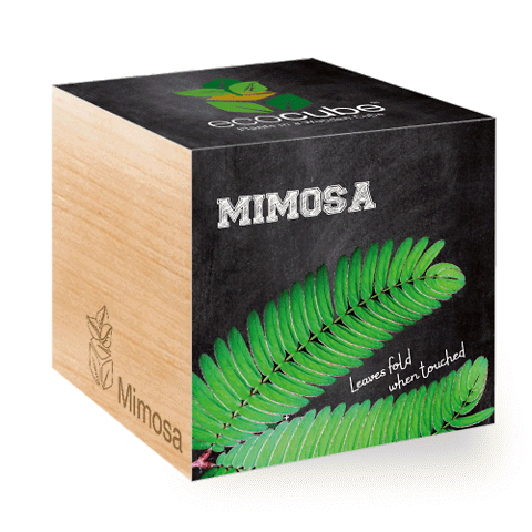 EcoCube • Mimosa pudica