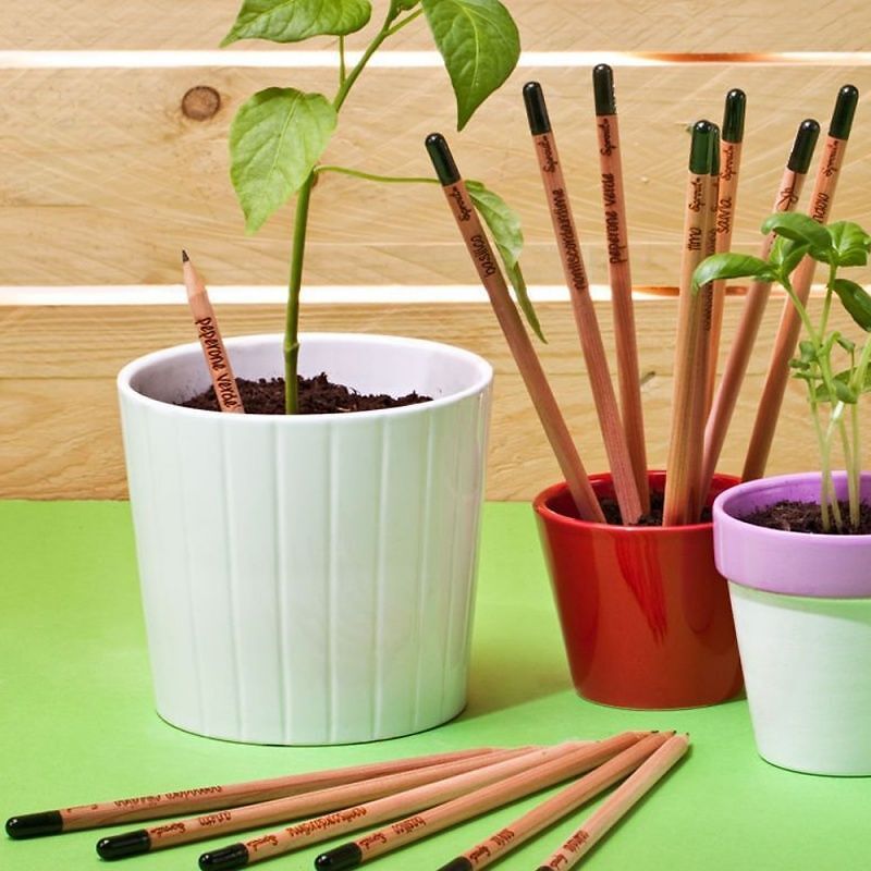 Sprout Matite Piantabili matite grafite senza piombo di legno naturale biologico Kit da disegno con semi per piante matite Scatola di matite set di 8 